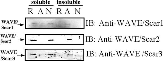 Figure 3. Association of WAVE proteins with Triton X-100–insoluble pellets. Platelets were lysed with Triton X-100–EGTA buffer before (R for resting) or after stimulation by TRAP (A for aggregation) or TRAP in the presence of RGDS (N for no aggregation). Lysates were separated by high-speed centrifugation into soluble fractions (soluble) and insoluble (insoluble) pellets. Proteins from each fraction were separated by SDS-PAGE electrophoresis and immunoblotted with anti-WAVE antibodies as indicated.