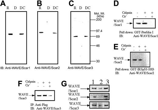 Figure 4. Calpain-mediated cleavage of WAVEs. (A-C) Platelets were treated with calpeptin (20 μM) (lane 3) or 0.1% dimethyl sulfoxide (vehicle for calpeptin; lanes R = resting and D = dibucaine) for 15 minutes. The cells were then lysed in 1% SDS, before or 15 minutes after the addition of dibucaine (1 mM) or dibucaine + calpeptin. The proteins from 1.5 × 106 cells were separated on SDS-PAGE. After transferring to the nitrocellulose membrane, the membrane was probed with isoform-specific anti-WAVE antibodies. Lane R indicates resting cells; lane D, dibucaine-treated cells; and lane DC, calpeptin- and dibucaine-treated cells. (D-F) In vitro cleavage of WAVEs. WAVE1 or WAVE 2 was precipitated from platelets either by GST–profilin I (for WAVE1) or GST-IRSp53 (for WAVE2) as indicated. FLAG-tagged WAVE3 was expressed in Cos7 cells and immunoprecipitated by anti-FLAG monoclonal antibody. The precipitates were untreated or incubated with purified μ-calpain in the presence or absence of calcium ion as indicated. After denaturing in SDS, WAVE1 (D), WAVE2 (E), and WAVE3 (F) were detected by immunoblotting. (G) Cleavage of WAVEs during platelet aggregation. Platelets were stimulated with thrombin (1 U/mL) for 30 minutes with or without stirring. After the addition of EGTA (5 mM) and ethylenediaminetetraacetic acid (5 mM), platelets were lysed by boiling in SDS sample buffer. WAVEs were detected by immunoblotting as described in panels A to C. Lane 1 indicates resting platelets; lane 2, thrombin stimulation of platelets for 30 minutes with stirring; and lane 3, thrombin stimulation for 30 minutes without stirring.