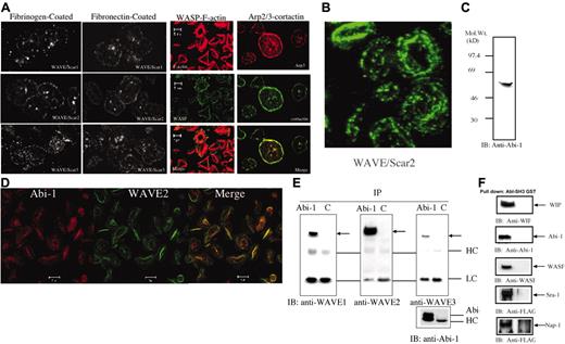 Figure 5. Fluorescence micrographs showing the localization of WAVEs, WASP, cortactin, Arp3, and F-actin in human platelets. (A) Platelets were allowed to attach and spread on fibrinogen-coated (0.1 mg/mL) or fibronectin-coated (20 μg/mL) or glass coverslips and were fixed and stained for WAVEs with specific affinity-purified antibodies. Platelets spread on uncoated glass coverslips were stained for F-actin, WASP, Arp3, and cortactin as indicated. Before use, coated coverslips were blocked with bovine serum albumin (1% in phosphate buffered saline) for 1 hour at 37°C. (B) WAVE2 is observed in the rim of the lamellipodia following permeabilization and fixation of spread platelets and stained with anti-WAVE2. The presence of WAVE2 was examined as in panel A, except that spread platelets were fixed in 4% paraformaldehyde in PHEM buffer (described in “Materials and methods”) containing a 1/50 dilution of phalloidin with 0.25% Triton for 20 minutes at room temperature. (C) The presence of Abi-1. Platelet whole-cell lysate was subjected to SDS-PAGE, followed by immunoblotting using an anti–Abi-1 monoclonal antibody (4E2). (D) Colocalization of WAVE2 and Abi-1. Fixation of spread platelets was done as in panel B, except that the sample was stained with both anti-WAVE2 and anti–Abi-1 (4E2). (E) Association of WAVE/Scars and Abi-1. Whole-cell lysates from resting platelets were subjected to immunoprecipitation using either anti–Abi-1 (1G9) or control IgG (C). The precipitates were equally divided into 4 aliquots; SDS-PAGE and immunoblotting were performed by using anti-WAVE1 (left), anti-WAVE2 (middle), anti-WAVE3 (right), and anti–Abi-1(1G9; bottom right). The blotting was performed on the same membrane. HC and LC indicate heavy and light chains of IgG. The relative positions of Wave/Scars are indicated by arrows. (F) WIP, Abi-1, WASP, Sra-1, and WASP are precipitated by GST-SH3 of abl but not GST. For WIP, Abi-1, and WASP, platelet proteins were precipitated by GST-SH3 of abl. The precipitates were subjected to SDS-PAGE, followed by immunoblotting by using the antibodies indicated. For Sra-1 and Nap-1, the FLAG-tagged proteins were expressed in Cos7 cells. Equal amount of the cell lysates were incubated with GST-SH3 of abl or GST alone. The precipitates were subjected to SDS-PAGE, followed by immunoblotting by using an anti-FLAG monoclonal antibody.