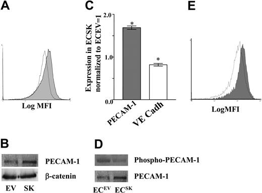 Figure 3. SK regulates PECAM-1 expression and phosphorylation levels. (A) Flow cytometry profile of the cell surface expression of PECAM-1 in ECsEV (open curve) and ECsSK (shaded curve) analyzed 48 hours after infection. MFI indicates mean fluorescent intensity. (B) Western blot for PECAM-1 and β-catenin expression in these cells. (C) Cell surface expression of PECAM (▦) and VE-cadherin (VE Cadh; □), as indicated by the median fluorescence intensity, in ECsSK and ECsEV. The figure shows the pooled data from 3 separate experiments normalized to EV = 1. *P less than .001 for ECsSK compared with ECsEV. Bars represent 95% confidence intervals. (D) PECAM-1 phosphorylation (top) as detected by an antiphosphotyrosine antibody and total PECAM-1 (bottom) in ECs. (E) Flow cytometry profile of cell surface expression of PECAM-1 on ECsEV (open curve) and ECsSK (shaded curve) analyzed 96 hours after infection including 48 hours of growth in SF conditions.