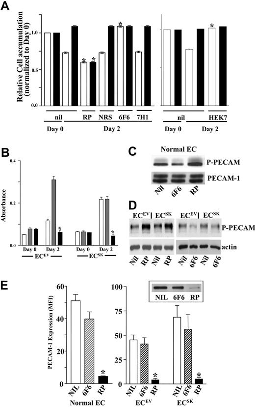 Figure 4. PECAM-1 signaling is involved in SK-mediated cell survival. The effect of altering PECAM-1 signaling on cell survival as measured by the MTS assay of ECsSK (▪) and ECsEV (□) in (A) suspension and in (B) serum-free conditions. The effect on cell survival of 20 μg/mL rabbit polyclonal anti–PECAM-1 antibody (RP) and 20 μg/mL of 6F6 added at plating. Panel A shows the pooled data of 10 observations from 2 separate experiments normalized to day 0 = 1. Bars represent 95% confidence intervals. *P less than .001 compared with normal rabbit serum (NRS)–treated corresponding ECsEV or ECsSK at day 2. Panel B shows the results of 1 experiment representative of 3 performed. □ indicates no antibody; ▪, polyclonal antibody; and ▦, monoclonal 6F6. Mean ± SEM of quadruplicate determinations is given. *P less than .001 compared with ECsSK at day 2. (C) Western blot showing phosphorylation of PECAM (P-PECAM) in normal ECs after treatment for 10 minutes with control (Nil), the monoclonal antibody (6F6), or polyclonal anti-PECAM antibody (RP). Total PECAM is given as a loading control (bottom). Cells were grown in normal medium. (D) Western blot of the phosphorylation of PECAM-1 (P-PECAM) in ECsEV and ECsSK after growth for 6 hours in SF conditions and then 10 minutes treatment with either control or anti-PECAM antibodies. Actin is given as a loading control. (E) The effect of incubation of antibodies to PECAM on the cell surface expression of PECAM on normal ECs, ECsEV, and ECsSK. Cells were incubated under SF conditions with either no treatment, NIL (□), polyclonal rabbit antibody to PECAM (RP; ▪), or monoclonal antibody to PECAM (6F6; ▨) for 6 hours, harvested, and stained for flow cytometry analysis. The data for the mean ± SEM pooled from 4 experiments. *P less than .001 compared with no antibody control. Inset shows a Western blot for PECAM in ECsSK after antibody treatment and probed with a goat anti-PECAM antibody. Similar effects were seen in ECsEV (not shown).