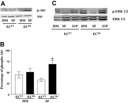 Figure 5. SK activates the PI-3K/Akt pathway but not the MAPK pathway. (A) Western blot of the phosphorylation of Akt (p-Akt) and total Akt (Akt) in ECsSK and ECsEV under basal conditions (HM) and in response to 6 hours of serum deprivation (SF). (B) The pooled data from 5 separate endothelial cell lines quantified for p-Akt compared with total Akt. *P less than .05 for ECsSK (▪) compared with ECsEV (□) in SF conditions. Bars represent SEM. (C) Phosphorylation of ERK1/2 (p-ERK1/2) and total ERK1/2 expression in cells taken from basal conditions (HM), after 6 hours of serum deprivation (SF), and in cells subjected to serum deprivation for 6 hours and then stimulated with 5 μM S1P for 10 minutes.