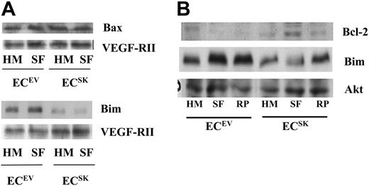 Figure 7. SK regulates proteins involved in apoptosis. (A) Western blot for the expression of Bax and Bim. (B) Bcl-2 and Bim expression under normal culture conditions (HM) and in response to 6 hours of SF conditions with and without 20 μg/mL of rabbit polyclonal anti–PECAM-1 antibody (RP). The loading control of VEGF-RII expression in panel A and Akt in panel B is shown.