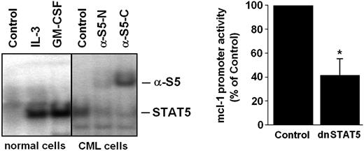 Figure 5. Role of STAT5 in BCR/ABL-dependent expression of MCL-1. (A) Detection of active STAT5 in normal bone marrow cells (left) and primary leukemic cells in a patient with CML by electromobility shift assay (EMSA; right). Normal bone marrow cells were incubated with control medium (control), rhIL-3 (100 ng/mL), or rhGM-CSF (100 ng/mL) for 30 minutes at 37°C before being analyzed. Whole-cell extracts were subjected to EMSA using the STAT5 β-casein response element. Two different antisera for supershift analysis were used (α-S5N, N-terminal STAT5 epitope; α-S5C, C-terminal STAT5 epitope). Normal bone marrow cells displayed active STAT5 only in the presence but not in the absence of IL-3, whereas primary CML cells expressed active STAT5 in a constitutive manner. (B) Expression of a dnSTAT5 mutant in BCR/ABL-expressing C7.28 cells resulted in a substantial decrease in mcl-1 promoter activity. Results represent the mean ± SD from 3 independent experiments; *P < .05.