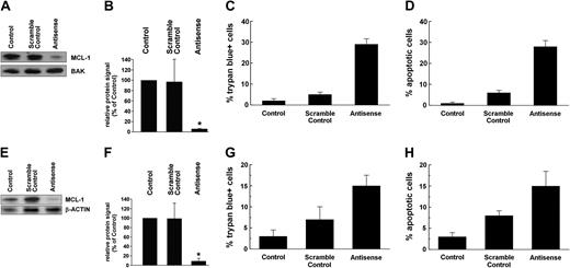 Figure 6. Effects of mcl-1 ASOs on MCL-1 protein expression and cell viability in STI571-sensitive and STI571-resistant K562 cells. STI571-sensitive K562 cells (A-D) and STI571-resistant K562 cells (E-H) were transfected with an mcl-1 ASO at 250 nM (antisense) or a scramble control or were left untransfected (control). After 24 hours, cells were subjected to Western blot analysis (A-B,E-F), trypan blue exclusion test (C,G), and evaluation of numbers (%) of apoptotic cells (D,H). Western blot analysis was performed using an MCL-1 antibody; BAK or β-actin served as loading control. Representative Western blot experiments for STI571-sensitive K562 cells (A) and STI571-resistant K562 cells (E) as well as a densitometric evaluation of Western blot data (B,F) are shown. Results represent the mean ± SD from 3 independent experiments; *P < .05.