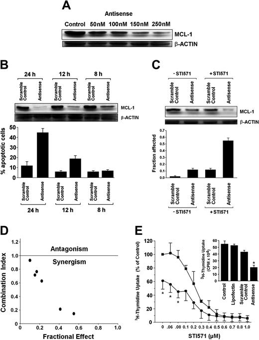 Figure 7. Effects of mcl-1 ASO alone and in combination with STI571 on growth and viability of K562 cells. (A) Serial dilution of mcl-1 ASO and its effect on MCL-1 protein expression determined by Western blotting. β-actin served as loading control. (B) Time-dependent effect of mcl-1 ASO (250 nM) and scramble control on expression of MCL-1 protein (determined by Western blotting, top) and on viability, that is, the percentage of apoptotic K562 cells (bottom). Results represent the mean ± SD from 3 independent experiments. (C) Effects of mcl-1 ASO or scramble control (each 200 nM) applied with (+STI571, 200 nM) or without STI571 (-STI571), on expression of MCL-1 (determined by Western blotting, top) and on cell viability, that is, percentage of apoptotic cells (bottom); results represent the mean ± SD from 3 independent experiments. (D) Using CalcuSyn software, analyses of dose-effect relationships of STI571- and mcl-1 ASO-induced apoptosis in K562 cells were calculated according to the median effect method of Chou and Talalay.38 A combination index (CI) less than 1 indicates synergism. (E) Effects of various concentrations of STI571 on 3H-thymidine uptake by K562 cells transfected with scramble control (▪) or mcl-1 antisense, 250 nM (•). Results are expressed as percent of control (ie, scramble control without STI571) and represent the mean ± SD of 3 independent experiments. Neither the scramble control nor lipofectin (used for transfection) produced a substantial decrease in 3H-thymidine uptake compared to untransfected cells (ie, control; see insert). CPM indicates counts per minute.