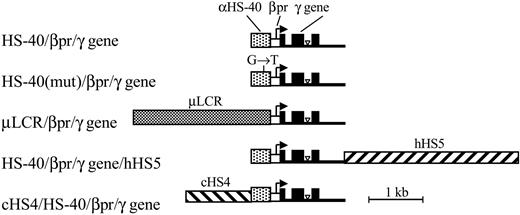 Figure 1. Transgene constructs. All transgene constructs contain a transcription unit that comprises a truncated β-globin promoter (βpr; □) and γ-globin coding segment (γ gene) containing a partial deletion (▿) of the second intron (▪, exons; black line, untranslated regions). Construct HS-40/βpr/γ gene contains the HS-40 element from the human α-globin locus (αHS-40; ▦). Construct HS-40(mut)/βpr/γ gene contains the HS-40 element with a G-to-T transversion in the 3′ NF-E2 (nuclear factor-erythroid 2) motif. Construct μLCR/βpr/γ gene contains a 2.5-kb composite μLCR (). Construct cHS4/HS-40/βpr/γ gene contains HS-40 and a 1.2-kb fragment encompassing the cHS4 chromatin insulator (▨). Construct cHS4/HS-40/βpr/γ gene contains HS-40 and a 1.2-kb fragment encompassing the cHS4 chromatin insulator (▧).