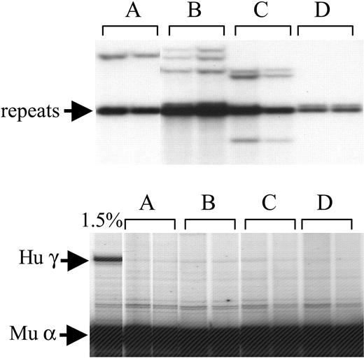 Figure 2. Analyses of structure and expression of construct HS-40/βpr/γ gene in transgenic mice. Four lines (A-D) carrying this transgene were established. (Top) Structure analysis. DNA from 2 individual animals of each line was digested with NcoI, which cuts once within the construct, and analyzed by Southern blotting with the use of a probe for HS-40. The arrow to the left indicates the 1.7-kb repetitive fragments generated from head-to-tail repeats of the construct. Other bands were from the end fragments containing the HS-40 fragment of the construct and various sequences from the mouse genome. (Bottom) RNA analysis. Total RNA was prepared from the blood of 3- to 4-week-old mice, and RNase protection assay was performed with the use of RNA probes for human γ-globin (Hu γ) and mouse α-globin mRNAs (Mu α). The leftmost lane contains control RNA from cells expressing human γ-globin mRNA at 1.5% of mouse α-globin mRNA.