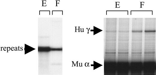 Figure 3. Analyses of structure and expression of construct HS-40(mutant)/ βpr/γ gene in transgenic mice. Two lines (E-F) carrying this transgene were established. (Left) Structure analysis. (Right) RNA analysis. See the legend of Figure 2 for details.