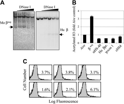 Figure 7. Nature of transgene silencing. (A) DNase I hypersensitivity assay. Nuclei from splenocytes containing the cHS4/HS-40/βpr/γ gene transgene were treated with increasing amounts of DNase I, and then purified DNA was digested completely with EcoRI (right) or ScaI (left), Southern blotted, and hybridized with a probe for 3′ γ-globin (right) or a probe for the mouse βmaj gene (left). The arrow indicates the subband corresponding to specific digestion at the human β gene promoter (Hu β) and the mouse βmaj gene (Mo βmaj). (B) Chromatin immunoprecipitation (ChIP) assay. Splenocytes containing the cHS4/HS-40/βpr/γ gene transgene were cross-linked with formaldehyde and sonicated, and the soluble chromatin was immunoprecipitated with an antibody against acetylated histone H3. The immunoprecipitated DNA was purified and quantified by real-time PCR with the use of primers specific for the indicated portions of the transgene, the endogenous mouse βmaj gene (as a positive control), and the endogenous mouse Aire gene (as an unexpressed negative control). All data are expressed as fold differences compared with the mouse Aire gene. Error bars indicate standard deviation (SD). (C) Immunofluorescent analysis of γ-globin transgene expression. Red blood cells (RBCs) from mice containing the HS4/HS-40/βpr/γ gene were fixed, permeabilized, stained with a phycoerythrin-conjugated anti-HbF antibody, and analyzed by flow cytometry. Profiles for transgenic animals (unfilled histogram with bold line) are overlaid on a profile from a nontransgenic control (filled histogram, thin line). The percentage of positive cells is presented above the indicated gates.