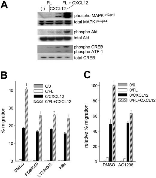 Figure 4. Phosphorylation of MAPKp42/p44, Akt, CREB, and ATF-1 in Ba/F3-Flt3 cells stimulated with FL and/or CXCL12 and effects of selective pathway inhibitors on migration to FL and/or CXCL12. (A) IL-3–starved cells were incubated with rhFL (10 ng/mL) and/or rhCXCL12 (100 ng/mL) for 5 minutes. Lysates were subjected to Western analysis for phosphorylation of MAPKp42/p44, Akt, CREB, and ATF-1. (B) Cells were preincubated with dimethyl sulfoxide (DMSO), 50 μM PD98059, 50 μM LY294002, or 10 μM H89 for 1 hour, washed twice, and subjected to migration to 10 ng/mL rhFL (□), 100 ng/mL rhCXCL12 (▪), or the combination of FL plus CXCL12 (▨) for 4 hours. ▦ indicates background migration (0/0). Cell viability was evaluated by forward and side scatter analysis following migration. Data represent mean ± SEM of percentage migration in 1 of 6 experiments with similar results. † indicates synergistic effect of FL plus CXCL12; P < .0001. (C) Ba/F3-Flt3 cells were preincubated with 10 μM AG1296 for one hour, washed, and evaluated for migration to 10 ng/mL FL (□), 100 ng/mL CXCL12 (▪), or a combination of FL plus CXCL12 (▨) as described in panel B. ▦ indicates background migration (0/0). Data represent the mean ± SEM relative percentage migration compared with cells pretreated with DMSO and migrating to FL plus CXCL12 (expressed as 100%) from 2 experiments of triplicate counts. † indicates synergistic migration to FL plus CXCL12; P < .0001.