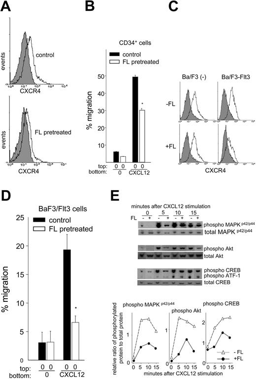 Figure 5. Effects of preculture of UCB CD34+ and Ba/F3-Flt3 cells with FL on migration to CXCL12, CXCR4 expression, and phosphorylation of intracellular signaling molecules. (A) Flow cytometric analysis of expression of cell surface CXCR4 on UCB CD34+ cells cultured with or without 100 ng/mL FL for 48 hours in 20% HI-FBS using antihuman CXCR4 antibody (clone 12G5). The filled and open histograms show isotype and CXCR4 staining, respectively. The top panel shows CXCR4 expression in cells incubated without FL, and the bottom panel shows cells pretreated with FL. The histogram is representative of 6 samples analyzed. (B) Percentage migration of UCB CD34+ cells cultured without (▪) or with 100 ng/mL FL (□) for 48 hours to CXCL12. After culture, cells were washed and subjected to migration assay with 100 ng/mL CXCL12. The panel represents 1 of the 3 experiments with similar results. *P < .001 compared with control cells without FL pretreatment. Data expressed are mean ± SEM. (C) Expression of cell surface CXCR4 on Ba/F3 cells or Ba/F3-Flt3 cells cultured with FL. Exponentially growing Ba/F3 cells or Ba/F3-Flt3 cells were cultured with (+) or without (–) 100 ng/mL rhFL in the presence of IL-3 for 24 hours. CXCR4 expression was analyzed by flow cytometry using antimouse CXCR4 antibody (clone 2B11). The filled and open histograms show isotype and CXCR4 staining, respectively. The data represent 1 of 3 experiments. (D) The graph shows mean ± SEM percent migration of Ba/F3-Flt3 cells to CXCL12 precultured without (▪) or with FL (□) for 24 hours from 3 experiments. *P < .001 compared with control cells without FL pretreatment. (E, top) Phosphorylation of MAPKp42/p44, Akt, CREB, and ATF-1 upon stimulation with 100 ng/mL CXCL12 in Ba/F3-Flt3 cells preincubated with (+) or without (–) FL. Following culture as described in panel C, cells were washed extensively and incubated with 100 ng/mL CXCL12 for up to 15 minutes. Protein phosphorylation relative to total protein was quantified by densitometry and shown in the bottom panel. ▵ indicates –FL; •, +FL.