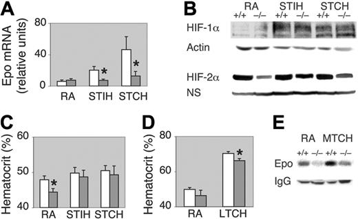 Figure 3. Erythropoietin levels in EPAS1+/– mice are not induced by hypoxia. (A) Renal erythropoietin mRNA levels for EPAS1+/+ (□) or EPAS1+/– (▦) mice exposed to room air (RA), short-term intermittent hypoxia (STIH), or short-term continuous hypoxia (STCH) (n = 4 per genotype per treatment group). Statistically meaningful differences in means between erythropoietin mRNA levels from EPAS1+/+ or EPAS1+/– mice after STIH exposure (one-tailed t test with P = .07) or STCH exposure (one-tailed t test with P = .06) are indicated with an asterisk. (B) HIF-1α, HIF-2α, or actin protein levels as assessed by Western blot analyses of nuclear extracts from representative EPAS1+/+ (+/+) or EPAS1+/– (+/–) mice maintained under RA, STIH, or STCH conditions. A nonspecific (NS) band seen with use of the HIF-2α monoclonal antibody is indicated for comparison between samples. (C) Hematocrit levels for EPAS1+/+ (□) or EPAS1+/– (▦) mice maintained at RA (n = 21 per genotype), STIH (n = 22 per genotype), or STCH (n = 13 per genotype). Statistically meaningful difference in means between the hematocrit levels of EPAS1+/+ or EPAS1+/– mice maintained at RA is indicated with an asterisk (one-tailed t test with P = .01). (D) Hematocrit levels for EPAS1+/+ (□) or EPAS1+/– (▦) mice maintained at RA or after long-term continuous hypoxia (LTCH) exposure (n = 6 per genotype per treatment group). Statistically meaningful difference in means between the hematocrit levels of EPAS1+/+ or EPAS1+/– mice maintained at LTCH is indicated with an asterisk (one-tailed t test with P = .003). Values are expressed as the mean plus or minus standard error of the mean. (E) Erythropoietin protein levels as assessed by Western blot analyses of serum from representative EPAS1+/+ (+/+) or EPAS1+/– (+/–) mice maintained under room air (RA) or medium-term continuous hypoxia (MTCH) conditions. The same membrane was reprobed for mouse serum IgG as a comparison between samples.