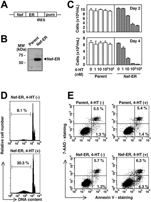 Figure 1. TF-1- fms cells expressing Nef-ER show impaired proliferation and apoptotic cell death on Nef activation. (A) Schematic diagram of the Nef-ER-IRES-puro construct. ER indicates estrogen receptor hormone-binding domain; IRES, internal ribosomal entry sequence; puro, puromycin resistance gene. (B) Total cell lysates from the parental TF-1-fms cells (parent) or the TF-1-fms clone stably expressing Nef-ER (Nef-ER) were analyzed for the expression of Nef-ER by Western blotting with -Nef rabbit antiserum. (C) Parental TF-1-fms (□) or TF-1-fms-Nef-ER cells (▦) were seeded at a density of 1 × 104 cells/mL in the presence of M-CSF (100 ng/mL) and increasing concentrations of 4-HT. Cells were cultured for 2 days (top row) or 4 days (bottom row), and viable cells were enumerated. Error bars from triplicate assays are shown. Results are representative of 3 independent experiments. Error bars indicate standard deviation (SD). (D) TF-1-fms-Nef-ER cells were cultured with M-CSF in the absence (top) or the presence of 1 μM 4-HT (bottom) for 48 hours. Apoptotic subdiploid cells was detected by flow cytometry. The percentages of subdiploid cells are shown. (E) Parental TF-1-fms (top row) or TF-1-fms-Nef-ER cells (bottom row) were cultured with M-CSF in the absence (left column) or the presence of 1 μM 4-HT (right column) for 24 hours. Cells were analyzed for the presence of apoptotic cells by staining with annexin V-PE, and 7-AAD (lower right quadrant). The percentages in cells of the upper right corners and lower right corners are shown.