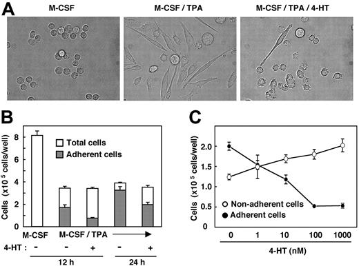 Figure 2. Nef activation causes inhibition in macrophage differentiation. (A) Morphologies of TF-1-fms-Nef-ER cells cultured for 24 hours with M-CSF (100 ng/mL), M-CSF/TPA (100 ng/mL), or M-CSF/TPA/4-HT (1 μM), as indicated in each case. (B) TF-1-fms-Nef-ER cells were seeded into 6-well culture plates at a density of 2 × 105 cells/well. Cells were cultured in the presence of M-CSF, M-CSF/TPA, or M-CSF/TPA/4-HT for 12 hours or 24 hours. After culture, total cells in the wells (□) and cells that adhered to the dishes (▦) were enumerated. (C) TF-1-fms-Nef-ER cells were seeded as in panel B. Cells were cultured for 12 hours in the presence of M-CSF, TPA, and increasing concentrations of 4-HT. Cells adhering to the dishes (•) or remaining in suspension (○) were enumerated. (B-C) Error bars from triplicate assays are shown and represent SD. Results are representative of 3 independent experiments.