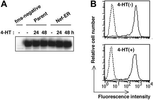 Figure 4. Down-regulation of M-CSF receptor is not involved in the impaired proliferation of TF-1-fms-Nef-ER cells induced by Nef activation. (A) Parental TF-1-fms and TF-1-fms-Nef-ER cells were cultured with 4-HT for the indicated periods, and the levels of M-CSF receptor proteins were analyzed by Western blotting. Total cell lysates from TF-1 cells, but not from TF-1-fms cells, in which the M-CSF receptor gene had not been introduced, were included in the analysis as a negative control (fms-negative). (B) TF-1-fms-Nef-ER cells were left untreated (top) or were treated with 4-HT for 24 hours (bottom), and the level of cell surface M-CSF receptor expression was analyzed by flow cytometry with Flag-tagged M-CSF (solid lines). Profiles of cells incubated with a Flag-tagged protein,30 unrelated to M-CSF, are also shown as a control (broken lines).