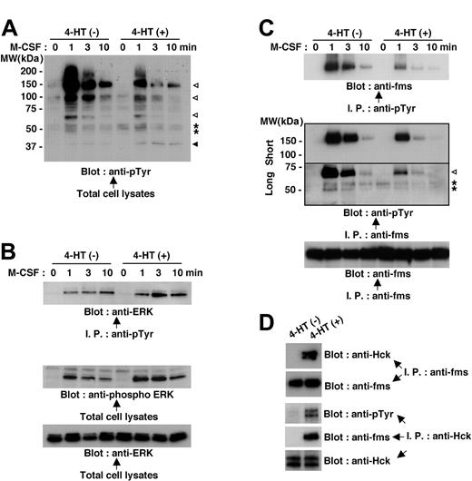 Figure 5. Nef activation causes perturbations in M-CSF receptor signaling in TF-1-fms-Nef-ER cells. (A-C) TF-1-fms-Nef-ER cells were deprived of M-CSF for 14 hours and restimulated with M-CSF for the indicated periods. For the activation of Nef, 4-HT was added to the culture at the initiation of M-CSF deprivation. Total cell lysates or immunoprecipitates were analyzed by Western blotting. (A) Total cell lysates from untreated or 4-HT-treated cells were analyzed with antiphosphotyrosine (pTyr) antibody. See “Mechanism by which Nef inhibits M-CSF receptor signaling” for explanations of the symbols in detail. (B) Immunoprecipitates with anti-pTyr antibody were analyzed with anti-ERK antibody (top). Alternatively, total cell lysates were analyzed with antibody specific for phosphorylated ERK (middle). The blot shown in the bottom panel, in which the total cell lysates were analyzed with -ERK antibody, verified that comparable amounts of proteins were loaded in the top panel. (C) Immunoprecipitates with anti-pTyr antibody were analyzed with anti-M-CSF receptor (c-fms) antibody (top). Alternatively, the immunoprecipitates with anti-M-CSF receptor antibody were analyzed with anti-pTyr antibody (middle). The blot was exposed to autoradiography film for 10 seconds (short) or 1 minute (long). See “Mechanism by which Nef inhibits M-CSF receptor signaling” for explanations of the symbols in detail. The blot shown in the bottom panel, in which the immunoprecipitates were analyzed with anti-M-CSF receptor antibody, is a loading control experiment for the upper panel. (D) TF-1-fms-Nef-ER cells were cultured with or without 4-HT for 14 hours under M-CSF-free conditions. Total cell lysates were prepared and subjected to immunoprecipitation with anti-M-CSF receptor (c-fms) antibody or anti-Hck antibody. Anti-M-CSF receptor immunoprecipitates were analyzed with anti-Hck antibody or anti-M-CSF receptor antibody. Anti-Hck immunoprecipitates were analyzed with anti-pTyr antibody, anti-M-CSF receptor antibody, or anti-Hck antibody.