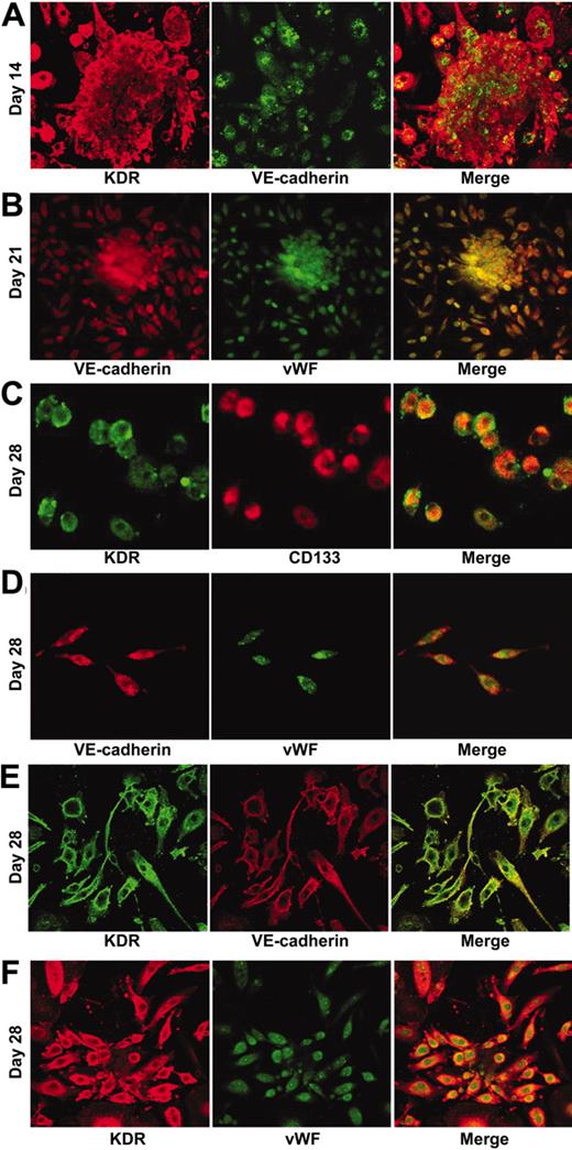 Figure 4. Characterization of EPCs expressing KDR, vascular endothelial cadherin (VE-cadherin), von Willebrand factor (VWF), and CD-133. Colonies and outgrowing cells were characterized by their high expression of KDR compared with other antigens. A representative panel of studies from 1 patient is shown. (A) A large colony manifests predominant and intense expression of membrane KDR (red) and less intense expression of VE-cadherin staining by a smaller percentage of cells (green). (B) Colonies grew smaller by day 21, expressed VWF (green), and showed increased VE-cadherin expression (red). (C) Outgrowing EPCs expressed CD133 (red) and KDR (green). (D) Compared with VWF (green), VE-cadherin (red) was also localized to the poles of outgrowing EPCs. (E) Outgrowing EPCs had consistently intense staining for KDR (red), and all cells also expressed VE-cadherin (green) and (F) VWF (green). Cultures were maintained on 96-well laminin-coated plates in M199 medium containing 50 μg/mL heparin, 50 μg/mL endothelial cell growth medium, and 20% fetal calf serum at standard culture conditions and were fixed for immunostaining at the time points indicated on the left. Images were generated at the projections of the z-stacks at 1024 × 1024 pixels.