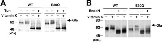 Figure 4. N-Glycosylation of PZ. (A) Stably transformed cells were treated with 5μg/mL tunicamycin (Tun) for 24 hours in the presence or the absence of vitamin K. (B) Treatment of PZ with an endoglycosidase H (EndoH). Protein (10 μg) of cell lysate was treated with 2 mU EndoH for 24 hours and subjected to SDS-PAGE/Western blotting. N-glycosylation of PZs was completely suppressed by Tun treatment, and the carbohydrate moiety of PZs was removed by EndoH digestion.