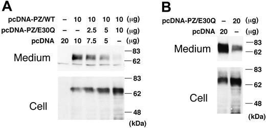 Figure 6. Coexpression of E30Q mutant with WT PZ. (A) WT PZ expression vector (10 μg) was cotransfected to BHK cells with varying amounts of the E30Q expression vector. Forty-eight hours after transfection, cells were treated with vitamin K for 24 hours. PZ in the medium was collected by barium-citrate absorption because of the low levels of PZ expressed by transient transfection. (B) The E30Q expression plasmid was transfected to the BHK cells stably expressing WT PZ.