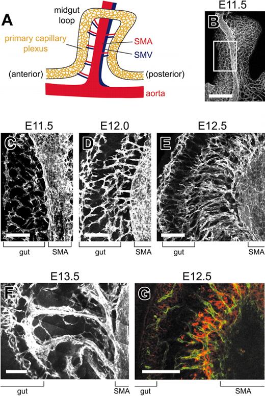 Figure 1. Vascularization of the small intestine occurs through organ-specific mechanisms. (A) Schematic representation of the small intestine and its vasculature at E13.5. The small intestine develops as a simple tube, called the midgut loop, during ontogeny. (B-G) Whole-mount immunohistochemical analysis of midgut loops from wild-type embryos using pan-endothelial marker PECAM-1 (B-F) or PECAM-1 (green) and smooth muscle α-actin (red) (G). Images were collected by standard confocal microscopy (B-G) and used to build the 3-dimensional projection shown in B-F. (B) At E11.5, SMA runs along the primary capillary plexus surrounding the primitive gut. (C) Proximal part of mesentery and midgut loop boxed in B. Many short interconnecting vessels form between SMA and the neighboring capillary plexus. (D-G) Proximal parts of mesenteries and midgut loops at E12.0 (D), E12.5 (E, G), and E13.5 (F). The interconnecting vessels between SMA and the neighboring capillary plexus have elongated at E12.0, E12.5, and E13.5 (D-F). Each interconnecting vessel runs along the vein at E13.5 (F). (G) An optical slice is shown. Arteriogenesis has been initiated in the interconnecting vessels at E12.5. Bars: B, 500 μm; C-G, 100 μm.
