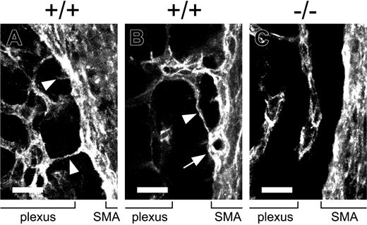 Figure 3. CXCL12 is essential for filopodial extension and intussusception from endothelial cells of SMA. Whole-mount immunohistochemical analysis of midgut loops from wild-type (A, B) or CXCL12–/– (C) embryos. Images were collected by standard confocal microscopy and used to build the 3-dimensional projection shown here. (A, B) Higher magnification of PECAM-1–stained E11.5 wild-type embryos demonstrates filopodial extension (A-B, arrowheads) and intussusception (B, arrow) from endothelial cells of SMA. The filopodial processes that arise from the endothelial cells of SMA connect to the primary capillary plexus surrounding the primitive gut. (C) Higher magnification of PECAM-1–stained E11.5 CXCL12–/– embryos reveals that filopodial extension and intussusception from endothelial cells of SMA are undetectable in CXCL12–/– embryos. Bars, 20 μm.