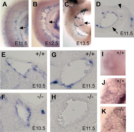 Figure 4. Characteristic expression of CXCR4 in developing mesenteries. (A-I) Whole-mount in situ hybridization analysis of CXCR4. Whole-mount view of the midgut loops from wild-type embryos at E11.5 (A), E12.5 (B), and E13.5 (C). CXCR4 expression is observed predominantly in SMA (A, B) and newly formed branches arising from SMA (B, C) but not in the primary capillary plexus surrounding the primitive gut (A-C). Arrows indicate SMA (A-C). (D) Analysis of the transverse sections of E11.5 midgut loop. CXCR4 is detected in endothelial cells of SMA (arrow) but not in those of SMV (arrowhead). (E-H) Analysis of the transverse sections of the midgut loop from wild-type and CXCL12–/– embryos at E10.5 (E, F) and E11.5 (G, H). (E, F) CXCR4 expression is observed in SMA from wild-type and CXCL12–/– embryos at E10.5. (G, H) Note the severe reduction of CXCR4 expression in CXCL12–/– embryos at E11.5. (I) Whole-mount view of the lung from wild-type embryos at E12.5. (J, K) Whole-mount immunohistochemical analysis of the lungs from wild-type (J) and CXCL12–/– (K) embryos at E12.5 using pan-endoth elial marker PECAM-1. CXCR4 expression is not observed in blood vessels of the lung (I, J) and vascular defects are not observed in the mutant lung (K).