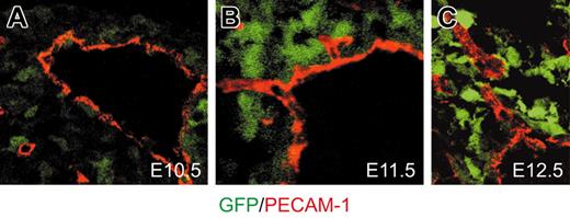 Figure 5. Location of CXCL12-expressing cells in developing mesenteries. Sections of E10.5 (A), E11.5 (B), and E12.5 (C) midgut loops from CXCL12/GFP knock-in mice were stained with antibodies against PECAM-1 (red). Images were collected by standard confocal microscopy and optical slices are shown. (B, C) Cells expressing high-level CXCL12/GFP (green) are observed to accumulate in patches adjacent to endothelial cells of SMA (B) and along the sprouts from SMA (C).