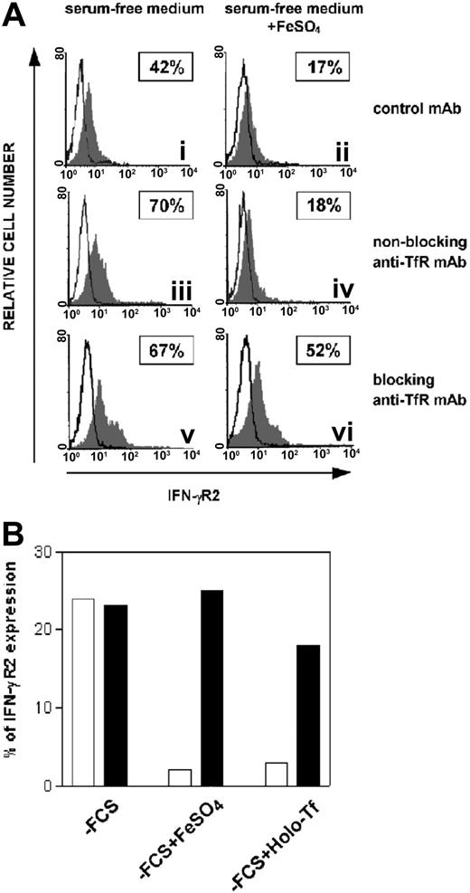 Figure 3. Effect of TfR internalization blockade in iron-induced internalization of IFN-γR2. (A) ST4 cells were cultured for 24 hours without serum, then incubated for 30 minutes at 4°C with isotype-negative control mouse IgG1 (i-ii), nonblocking anti-TfR mAb (iii-iv), or blocking anti-TfR mAb (v-vi). Cells were further cultured in the absence (i,iii,v) or presence (ii,iv,vi) of 10 μM FeSO4 at 37°C. The histogram represents the expression of IFN-γR2 (gray histogram) or background of mouse IgG1 negative control (open histogram) in the ST4 T-cell line in 1 representative experiment of 3 independently performed. Boxed results show the percentage of positive cells calculated by subtracting nonspecific fluorescence detected with isotype-matched control IgG1 from that obtained with specific fluorescence. (B) ST4 cells were cultured as described in legend of Figure 3A with nonblocking anti-TfR mAb (□) or blocking anti-TfR mAb (▪). Cells were further cultured in the absence or presence of 10 μM FeSO4 or 50 μg/mL Holo-Tf. After 1 hour, IFN-γR2 cell-surface expression was evaluated by flow cytometry. Percentage of IFN-γR2 expression was calculated as described in legend of Figure 3A. The percentage of IFN-γR2 expression was similar in cells cultured in isotype control mAb (data not shown) and nonblocking anti-TfR mAb.