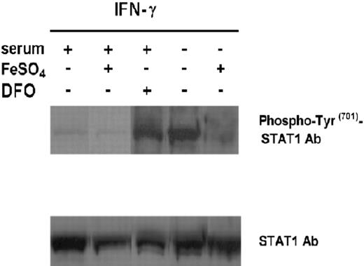 Figure 4. Effect of iron on IFN-γ–induced activation of STAT1 in ST4 T cells. ST4 cells were cultured in complete medium, with or without 10 μM FeSO4 or DFO, and in serum-free medium with or without FeSO4. After 24 hours cells were recovered and treated with 1000 U/mL IFN-γ for 15 minutes. STAT1 activation was evaluated by Western blot analysis of nuclear cell extracts with anti–phospho-Tyr701-STAT1 polyclonal Ab. Membranes were subsequently probed with an anti-STAT1 antibody to confirm equal protein loading in each lane of the gel. The experiments were performed independently at least 3 times.