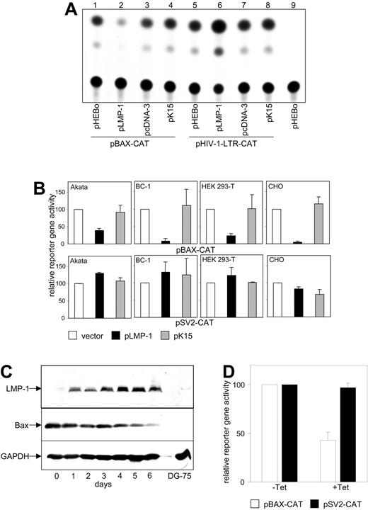 Figure 1. LMP-1 inhibits BAX promoter activity and protein expression. (A) CAT assay of HEK 293-T cells cotransfected with pBAX-CAT (lanes 1-4) or pHIV-1-LTR-CAT (lanes 5-8) in combination with pHEBo (lanes 1,5), pLMP-1 (lanes 2,6), pcDNA-3 (lanes 3,7), or pK15 (lanes 4,8), or transfected with pHEBo only (lane 9). (B) Different cell lines were cotransfected with pBAX-CAT (top row) or pSV2-CAT (bottom row) and pLMP-1 (▪), pK15 (▦), or the control vectors (pHEBo for pLMP-1; pcDNA-3 for pK15; □). CAT activity in transfections with the control vector was set to 100% and compared with CAT activity in the presence of pLMP-1 and pK15. (C) Western blot analysis of LMP-1 (top), Bax (middle), and GAPDH (bottom) protein in 1852.4 cells. Cells were maintained in the absence of tetracycline for 7 days and subsequently 2 μg/mL tetracycline was added for 6 days. DG75 cells that express neither LMP-1 nor Bax were used as a control (right lane). (D) 1852.4 cells were grown 6 days in the absence (-Tet, left) or presence (+et, right) of 2 μg/mL tetracycline and transfected with pBAX-CAT (□) or pSV2-CAT (▪). CAT activity was measured as described for panel B. (B,D) The means and standard deviations of 3 independent experiments are shown.