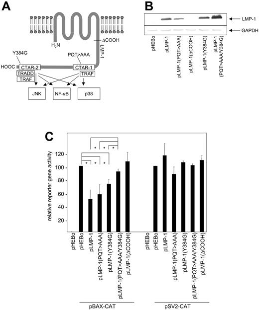Figure 2. Mutations in CTAR-1 and CTAR-2 abrogate the inhibitory effect of LMP-1 on BAX promoter activity. (A) Schematic presentation of LMP-1 and LMP-1-activated signaling pathways. Alterations in mutated LMP-1 proteins are indicated (PQT > AAA, Y384G, ΔCOOH). (B) HEK 293-T cells were cotransfected with plasmids encoding wild-type LMP-1 or various mutants of LMP-1 (see Figure 2A) and with pBAX-CAT. The expression of wild-type LMP-1 and the respective mutants was analyzed by Western blot. Detection of GAPDH was included as loading control. (C) Quantitative evaluation of CAT assay of HEK 293-T cells transfected with pBAX-CAT (left side) or pSV2-CAT (right side) and wild-type or mutant pLMP-1. Mean values and standard deviations of 3 independent experiments are shown; *P < .05.