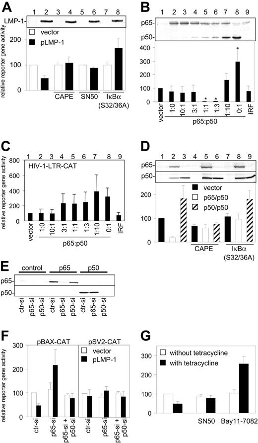 Figure 3. Inhibition of BAX promoter activity by LMP-1 is mediated by the NF-κB pathway. (A) Western blot for LMP-1 (top) and CAT assay (bottom) of HEK 293-T cells cotransfected with pBAX-CAT and with pHEBo (□) or pLMP-1 (▪) and with pcDNA-3 (columns 1-6) or pIκBα(S32/36A) (columns 7-8) and grown in the presence of 5 μg/mL CAPE (columns 3-4) or 100 μg/mL SN50 (columns 5-6). (B) Detection of p65 and p50 protein expression by Western blot (top) and CAT assay (bottom) of HEK 293-T cells cotransfected with pBAX-CAT and the vector pCMV-T (lane 1) or pCMV-T-p65 and pCMV-T-p50 in gradually changing ratios but at constant total amount (0.3 μg) (lanes 2-8) or with an IRF-1 expression plasmid (lane 9). *Significantly different from vector control (P < .05). (C) CAT assay as in panel B with pBAX-CAT replaced by pHIV-1-LTR-CAT. (D) Western blot for p65 and p50 expression (top) and CAT assay (bottom) of HEK 293-T cells cotransfected with pBAX-CAT and with vector pCMV-T (▪), equal amounts of pCMV-T-p65 and pCMV-T-p50 (□), or pCMV-T-p50 alone (▨) and with pcDNA-3 (columns 1-6) or pIκBα(S32/36A) (columns 7-9) and grown in the absence (columns 1-3, 7-9) or presence (columns 4-6) of 5 μg/mL CAPE. (E) Western blot for p65 (top) and p50 (bottom) in HEK 293-T cells cotransfected with pBAX-CAT and pCMV-T (left), pCMV-T-p65 (middle), or pCMV-T-p50 (right) expression plasmids and control siRNA (ctr-si), p65-siRNA (p65-si), or p50-siRNA (p50-si). (F) CAT assay of HEK 293-T cotransfected with pBAX-CAT (left) or pSV2-CAT (right) together with pHEBo (□) or pLMP-1 (▪) and with ctr-si, p65-si, or p65-si and p50-si. (G) CAT assay of 1852.4 cells grown 6 days in the absence (□) or presence (▪) of 2 μg/mL tetracycline, then transfected with pBAX-CAT and grown 3 days in the absence (left) or presence of 100 μg/mL SN50 (middle) or 1 μM Bay11-7082 (right). (A-D,F-G) CAT activity in control-transfected cells (first bar in each panel) was set to 100%. All experiments were performed in triplicate, and the mean and standard deviations are shown.