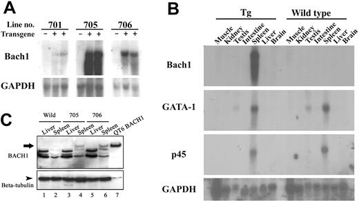 Figure 1. Transgenic expression of BACH1 in vivo. (A) Northern blot analysis of BACH1 mRNA using total RNA extracted from the spleens of the wild-type and transgenic mouse littermates shows transgene expression in transgenic mouse lines 701, 705, and 706. (B) Northern blot analysis of BACH1, GATA-1, and p45 mRNAs using total RNA derived from various tissues in the transgenic (Tg) and wild-type littermates. Note that BACH1 mRNA was detected only in the spleens of the transgenic mice, whereas the levels of GATA-1 and p45 expression in the BACH1 transgenic mice were consistent with those of their wild-type littermates. (C) Immunoblotting analysis of BACH1 using tissue extracts from the transgenic mice (705, 706) and their wild-type littermates. Extracts were prepared from the spleens, livers, and QT6 cells that were transfected with BACH1 expression vector. Tissue extracts (20 μg) and 2 μg QT6 protein were separated by 7% SDS-PAGE. After electrophoresis, samples were incubated with anti-Bach1 antisera (A1-5).17 Bound antibody was detected by a peroxidase-conjugated secondary antibody to rabbit immunoglobulin. After stripping off the A1-5 antibody, subsequent immunoblot analysis was performed using an anti–β-tubulin antibody as a control for the amount of protein loaded in each lane.