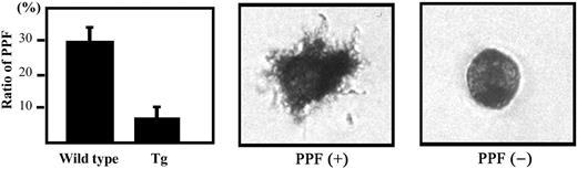 Figure 3. PPF in BACH1 transgenic mice and their wild-type littermates. The megakaryocyte fractions (enriched by a BSA density gradient) were incubated in IMDM supplemented with 1 × Nutridoma-SP. After 20 hours of incubation, acetylcholine esterase activity was detected before counting the megakaryocytes to determine their PPF. The number of acetylcholine esterase-positive cells displaying the obvious filamentous cell projections was counted and the PPF ratio (number of megakaryocytes with PPF–total megakaryocytes) was calculated. (Left) The mean ± SD of PPF ratios from 3 independent experiments are shown. Typical proplatelet-producing (middle) and -nonproducing (right) megakaryocytes are shown. Cell images were obtained using an Olympus IX71 inverted microscope equipped with an LCPlan FI 40 ×/0.60 objective lens and an Olympus SC35 camera (Olympus).