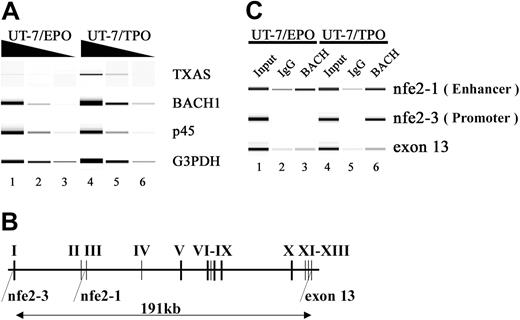 Figure 8. Recognition of MAREs located in the TXAS gene by the BACH1 factor. (A) RT-PCR analysis of TXAS, BACH1, and p45 mRNA in UT-7/EPO and UT-7/TPO cells. The TXAS gene was expressed in UT-7/TPO, whereas the TXAS gene was detected only marginally in UT-7/EPO. Input RNA levels were normalized using G3PDH transcripts as controls. To ensure linearity of the PCRs, 10-fold serial dilutions of template cDNA were used. PCR products were electrophoresed using Bioanalyzer 2100 (Agilent Technologies, Santa Clara, CA) and DNA1000 LabChip (Agilent Technologies) kits. (B) Schematic representation of the human TXAS gene. The regions amplified by the ChIP assay were shown to be nfe2-1, nfe2-3, and exon 13. The nfe2-1 and nfe2-3 sites contain the MARE, which has been implicated in TXAS gene expression. (C) ChIP analysis using an anti-Bach antibody (A1-5) in UT-7/EPO and UT-7/TPO. Gel images show PCR products corresponding to nfe2-1, nfe2-3, and exon 13, obtained using input (lanes 1 and 4) and precipitated chromatin as templates (lanes 2, 3, 5, and 6). The exon 13 template DNA was used as a control. Fragments containing MARE located in the second intron (nfe2-1) or in their proximal promoter (nfe2-3) were precipitated by an anti-Bach1 antibody in UT-7/EPO (lane 3) or in UT-7/TPO (lane 6). Normal mouse IgG was used as a control (lanes 2 and 5). These results represent 4 independent experiments.