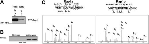 Figure 1. Rap1 is present in a pure fraction of red blood cells. (A) WBC contamination does not contribute to the observed Rap1 signal. RBCs were counted with a Coulter cell counter and diluted to 1 × 109 cells/mL. WBCs were counted microscopically on a hemacytometer and adjusted to 2 × 107 cells/mL (representing a 2% contamination level). The cells were lysed and subjected to a GST-RalGDS-RBD pull-down assay. Rap1 was detected by Western blotting with a Rap1-specific antibody. (B) Platelet contamination is not detectable in the RBC preparation. RBC and platelet lysates were probed by Western blotting with an αIIb-specific antibody as described in “Patients, materials, and methods.” (C) Both Rap1a and Rap1b are present in RBCs. Shown are MS/MS spectra corresponding to peptides from Rap1a and Rap1b obtained from tryptic digestion of Rap protein from a GST-RalGDS-RBD pull-down of RBCs.