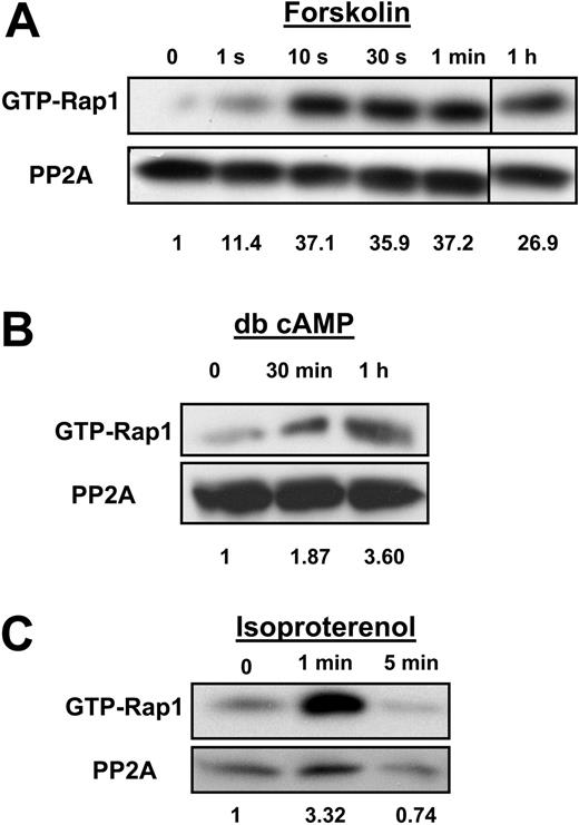 Figure 2. Rap1 is activated by the cAMP pathway in SS RBCs. (A) Forskolin stimulates Rap1 in SS RBCs. Cells were pretreated with 200 μM IBMX for 30 minutes to inhibit phosphodiesterase activity. The cells were subsequently treated with 80 μM forskolin for the time points shown. After lysis, GTP-bound Rap1 was precipitated with GST-RalGDS-RBD beads and detected with a Rap1-specific antibody by Western blotting. The numbers shown below the blot are relative densitometry values obtained by taking a ratio of the densitometry value obtained from the Rap1 band to its corresponding PP2A loading control band. Values were then normalized to the zero time point. Densitometry for panels B and C was also analyzed in this manner. The 1-hour time point is from the same Western blot as the other time points. Data are representative of experiments from 3 different patient samples. (B) Dibutyryl (db) cAMP activates Rap1. SS RBCs were treated with 200 μM db cAMP for the indicated time points. GTP-bound Rap1 was detected as in panel A. Data are representative of experiments from 5 different patient samples. (C) Rap1 is activated by isoproterenol in SS RBCs. Cells were treated with 100 μM isoproterenol for the time points indicated. After lysis, GTP-bound Rap1 was detected as in panel A. Data are representative of experiments from 5 different patient samples.