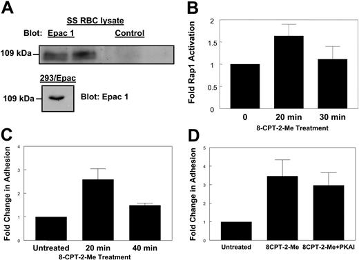 Figure 3. Epac contributes to Rap1 activation in SS RBCs. (A) Epac is present in SS RBCs. SS RBC lysate or HEK293/Epac lysate was separated by SDS-PAGE. The proteins were then transferred to PVDF membrane and Western blotted with a rabbit anti-human Epac1 antibody (left and bottom) or a rabbit control antibody (right). Duplicate lanes are shown. (B) Treatment with an Epac-specific cAMP analog stimulates Rap1. SS RBCs were treated with 100 μM 8CPT-2-Me at the indicated time points. The cells were lysed, and GTP-bound Rap1 was detected as in Figure 1A. Densitometry values were calculated as described in Figure 2A. Results are expressed as mean ± SE from 4 separate experiments. (C) Stimulation of Rap1 via Epac promotes cellular adhesion to laminin. SS RBCs were treated with 100 μM 8CPT-2-Me at the times indicated. While still in the presence of 100 μM 8CPT-2-Me, the cells were then flowed over chambers coated with 0.75 μg laminin in a flow adhesion assay. Adhesion was quantified as described in “Patients, materials, and methods.” Results are expressed as mean ± SE from 1 of 3 similar experiments. (D) Inhibition of PKA has no effect on 8CPT-2-Me-stimulated adhesion. SS RBCs were untreated or pretreated with 87 nM PKAI for 1 hour and then 100 μM 8CPT-2-Me was added in with the PKAI for 20 minutes. The cells, while still in the presence of these pharmacologic agents, were flowed across chambers coated with 0.75 μg laminin in a flow adhesion assay. Adhesion was quantified as described in “Patients, materials, and methods.” Results are expressed as mean ± SE from 4 separate experiments.