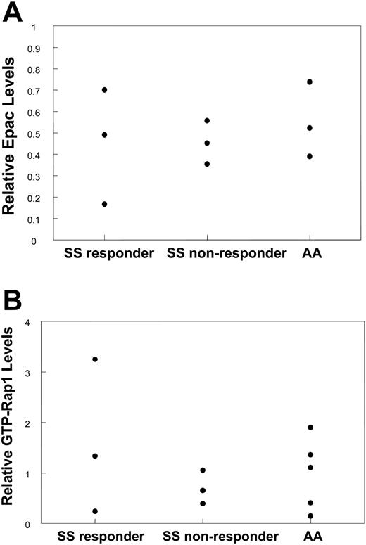 Figure 4. Response to 8CPT-2-Me is not dependent on Epac or Rap1 protein levels in SS RBCs. (A) Response to 8CPT-2-Me is not dependent on the levels of Epac protein. An equivalent concentration of RBC lysate was derived from 9 previously characterized donors relative to 8CPT-2-Me-induced RBC adhesion to laminin (3 SS responders, 3 SS nonresponders, and 3 AAs). The lysate was separated on a 6% SDS polyacrylamide gel under reducing conditions, transferred to a PVDF membrane, and blotted for Epac1 with an Epac1 monoclonal antibody. PP2A was used as a loading control. Relative Epac protein levels were determined by taking a ratio of the densitometry value obtained from the Epac sample to the densitometry value from the corresponding PP2A loading control and plotted for each patient. (B) Response to 8CPT-2-Me is independent of basal GTP-Rap1 levels. RBC lysates from 11 patients (3 SS responders, 3 SS nonresponders, and 5 AAs) of equivalent RBC concentration were assayed for GTP-Rap1 with GST-RalGDS-RBD beads. Rap1 was then detected on a Western blot with a Rap1-specific antibody, with PP2A as a loading control. Relative Rap1 values were obtained by densitometry as described in Figure 2A. The relative GTP-Rap1 value obtained for each patient is represented as a dot.