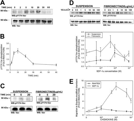 Figure 1. SDF-1α induces phosphorylation of Tyr174 of Vav in human PBLs. (A) Human PBLs in suspension were treated for the indicated time points with 10 nM (100 ng/mL) SDF-1α, lysed and blotted with a polyclonal antibody against phospho-Tyr174 (pY174) Vav. The same membrane was stripped and reblotted against total Vav. A representative experiment of 4 performed is shown. (B) Kinetics of SDF-1α–induced Vav phosphorylation in human PBLs. Fold induction of pY174 Vav compared to untreated cells and corrected to total Vav is shown. Results represent the mean ± SEM of 4 independent experiments. (C) Human PBLs were allowed to spread on 50 μg/mL fibronectin or to remain in suspension and were stimulated with 10 nM SDF-1α, lysed and treated as in panel A. A representative experiment and its quantitative analysis of 4 performed is shown. (D) Dose-response of SDF-1α–induced Vav phosphorylation in human PBLs. Human PBLs were allowed to spread on 50 μg/mL fibronectin or to remain in suspension and were stimulated with the indicated dose of SDF-1α for 10 minutes, lysed, and treated as in panel A. Quantitative analysis of 4 independent experiments performed is shown. Data represent the mean ± standard deviation. (E) Dose-response of SDF-1α–induced human PBL migration. Human PBLs were allowed to migrate for 3 hours in Boyden-modified chemotaxis chambers in the presence of the indicated doses of SDF-1α (○) or RANTES (regulated upon activation normal T cell expressed and presumably secreted; •), used as a control, and migration was quantified by flow cytometry as stated in “Materials and methods.” Data represent the mean ± standard deviation of 4 independent experiments performed in triplicate.