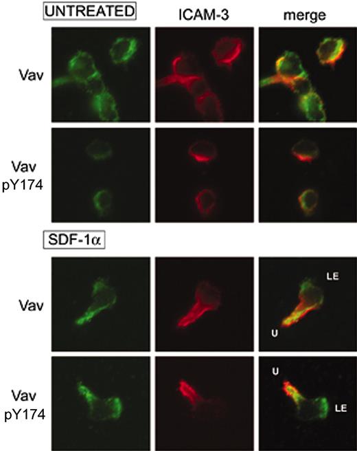 Figure 2. SDF-1α induces a bipolar distribution of Vav and its activation at the leading edge of human PBLs. Human PBLs were allowed to adhere to 50 μg/mL fibronectin and treated or not with 10 nM (100 ng/mL) for 30 minutes, fixed, and stained for ICAM-3 (red) and either pY174 Vav or total Vav (green). Representative fields are shown. LE, leading edge; U, uropod.