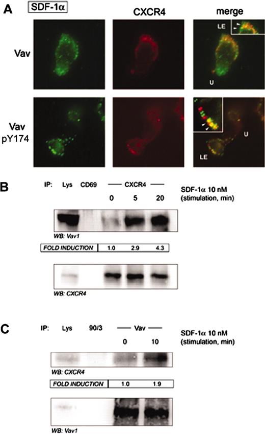 Figure 3. SDF-1α promotes association of Vav to the chemokine receptor CXCR4. (A) Human PBLs were allowed to adhere to 50 μg/mL fibronectin and treated or not with 10 nM (100 ng/mL) SDF-1α for 30 minutes, fixed, and stained for CXCR4 (red) and either pY174 Vav or total Vav (green). Yellow spots represent colocalization of CXCR4 and either pY174 Vav or total Vav. Representative fields are shown. LE, leading edge; U, uropod; arrowheads, colocalization. (B) Human PBLs in suspension were treated for the indicated time points with 10 nM (100 ng/mL) SDF-1α, lysed, and CXCR4 immunoprecipitated with a specific rabbit polyclonal antibody. A rabbit polyclonal antibody against human CD69 was employed as specificity control. Samples were resolved by SDS-PAGE and blotted against Vav and CXCR4. Fold induction represents the amount of Vav found in CXCR4 immunoprecipitates compared to that in nonstimulated cells. A representative experiment and its quantitative analysis of 3 performed is shown. (C) Human PBLs in suspension were treated for 10 minutes with 10 nM (100 ng/mL) SDF-1α, lysed, and Vav immunoprecipitated with a specific rabbit polyclonal antibody against Vav. A rabbit polyclonal antibody against human ERM proteins (90/3) was employed as specificity control. Samples were separated by SDS-PAGE and blotted against CXCR4 and Vav. Fold induction represents the amount of CXCR4 found in Vav immunoprecipitates compared to that in nonstimulated cells. A representative experiment and its quantitative analysis are shown.