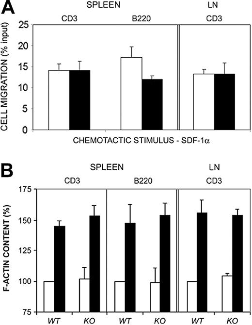 Figure 4. Lymphocytes from Vav1-deficient mice do not show defects on SDF-1α–induced cell migration and F-actin increase. (A) Mouse lymphocytes were isolated from spleen or lymph nodes (LN) of wild-type (WT; □) or Vav1–/–-deficient mice (KO; ▪) and allowed to migrate for 3 hours in 3-μm pore diameter Boyden-modified migration chambers in the presence of 10 nM SDF-1α. Transmigrated as well as control cells were stained for CD3 or B220 surface molecules respectively and quantified by flow cytometry. Results correspond to the mean ± SEM of the percentage of transmigrated cells per condition. Wild type, n = 8; Vav1–/–-deficient, n = 8. Experiments were performed in triplicate. (B) Mouse lymphocytes were isolated from spleen or lymph nodes (LN) of wild type or Vav1–/–-deficient mice, stimulated with 10 nM SDF-1α for 20 seconds (▪) or not (□), stained for F-actin with Alexa488-conjugated phalloidin, and F-actin content evaluated by flow cytometry. Results correspond to the mean fold induction ± SEM. Wild type, n = 8; Vav1–/–-deficient, n = 8. Experiments were performed in triplicate.