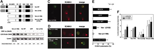 Figure 5. Oncogenic as well as dominant negative Vav impairs SDF-1α–induced human PBL polarization. (A) Schematics of the constructs employed in these assays. (B) CXCR4-expressing HEK-293 cells were transfected with the indicated Vav constructs, stimulated for 10 minutes with 10 nM SDF-1α, pull-down experiments were performed with GST-PAK-CRIB construct (which recognizes GTP-bound Rac), and SDS-PAGE–resolved samples were blotted with anti-Rac antibody. A representative experiment of 3 performed is shown. Fold induction has been corrected to the amount of Rac present in the total lysates. (C) Human PBLs were nucleofected with GFP-Vav L213Q and allowed to adhere for 30 minutes to 50 μg/mL fibronectin in the presence of 10 nM (100 ng/mL) of SDF-1α for 30 minutes, fixed, and stained for ICAM-3 (red). Representative fields are shown. (D) Human PBLs were nucleofected with GFP-Vav(Δ1-186) or GFP-Vav human PBLs were nucleofected with GFP-Vav(Δ1-186) or GFP-Vav (Δ1-186) L213Q and treated as in panel C. Representative fields are shown. (E) Quantitative analysis of the experiments shown in panels A and B. More than 300 cells per condition have been analyzed in 4 independent experiments. (F) Human PBLs were nucleofected with the indicated Vav constructs, stimulated with 1 (10 ng/mL; ▦) or 10 nM (100 ng/mL; ▪) of SDF-1α for 30 seconds or not (□), fixed, and stained for polymerized F-actin, which was subsequently measured by flow cytometry. Data represent the mean ± standard deviation of 3 experiments performed in triplicate. CH, calponin homology; Ac, acidic domain; DH (GEF), Dbl homology guanosine exchange factor; PH, pleckstrin homology; SH, Src homology; ZF, zinc finger.