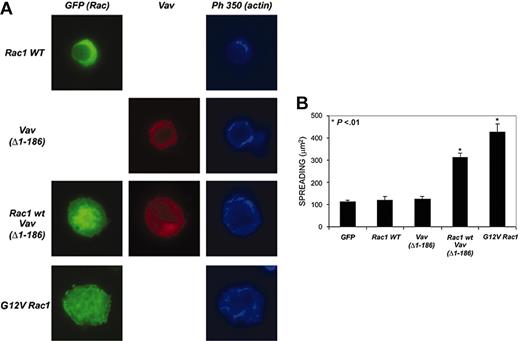Figure 6. Regulation of spreading of PBLs on fibronectin by Vav and Rac. (A) Human PBLs were transfected with the indicated constructions and stained for either Vav (red) or actin (blue). Representative cells are shown. (B) Quantitative analysis of the experiments shown in panel A. More than 50 cells per condition were analyzed with ImageJ for area quantification. Data represent the mean ± SD.
