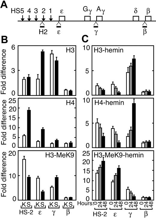 Figure 5. Histone modifications by SATB1 in K562/SATB1 cells. (A) ChIP DNA isolated using specific antiacetylated and antimethylated histone antibodies was subjected to quantitative real-time PCR analysis using specific primer pairs and TaqMan probes for HS2 and the ϵ-, γ-, and β-globin promoters as indicated. (B) ChIP DNA isolated with antibodies specific for acetylated histone H3 (H3) and acetylated histone H4 (H4), and histone H3 methylated at lysine 9 (H3-MeK9) from K562 (K; □) and K562/SATB1 (S; ▪) cells were analyzed. (C) ChIP analysis was repeated following hemin induction at 0 (□), 24 (▦), and 48 hours (▪) of K562 cells. Error bars represent SD from 3 independent experiments.
