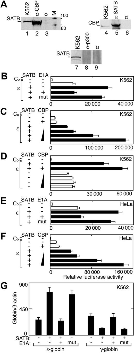 Figure 6. SATB1 and CBP. (A) Proteins were isolated from K562 nuclear extract using anti-SATB1 antibody (α-SATB), anti-CBP (α-CBP), or preimmune serum (α). Western blotting with anti-SATB1 antibody and anti-CBP antibody indicates coimmunoprecipitation of SATB1 family protein (SATB) with CBP. The nuclear extract from K562 cells was used as a positive control. (B-F) Luciferase activity was determined in reporter gene assays in K562 (B-C) and HeLa (E-F) cells using pREP4/ϵ (ϵ) and cotransfection with expression vectors for SATB1 (SATB; ▪), E1A, and a mutant E1A (mut; B,E), and increasing amounts of CBP expression vector (C-D,F) as indicated. Co indicates the promoterless pREP4/Luc control. (G) Endogenous ϵ- and γ-globin gene mRNA expression was determined for K562 cells with and without overexpression of SATB1, E1A, or mutant E1A as indicated. Globin gene expression is normalized β-actin. Error bars represent SD from 3 independent experiments.