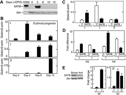Figure 7. SATB1 family protein and primary human adult erythroid progenitor cells. (A) Human primary hematopoietic progenitor cells were cultured in the presence of erythropoietin to stimulate erythropoiesis; harvested at days 0, 5, 8, 10, and 12, as indicated; and subjected to Western blot analysis using anti-SATB1 antibody (SATB). K562 cell lysate was used as a control and β-actin (βac) was used as a loading control. (B) Gene expression was determined for ϵ-, γ-, and β-globin in corresponding cultures of erythroid progenitor cells following erythropoietin stimulation at days indicated. Results were normalized to β-actin gene expression. (C) An SATB1 expression vector (2.5 μg DNA) was transfected using human CD34+ cell-specific Nucleofector solution (Amaxa, Köln, Germany) and electroporation (Amaxa program U-8) into primary erythroid progenitor cultures after 5 days of stimulation with erythropoietin (1 U/mL). Cells were harvested at day 8 and ϵ-, γ-, and β-globin gene expression was determined in SATB1-overexpressing cells (▪) compared with control (□). (D) ChIP DNA from primary erythroid progenitor cells with (▪) and without (□) SATB1 overexpression was isolated using antibodies specific for acetylated histone H3 (H3) and acetylated histone H4 (H4). Quantitative real-time PCR analysis using primers and TaqMan probes specific for the ϵ-globin and γ-globin promoters indicated the amount of associated acetylated histones. (E) Antisense oligonucleotide was used to down-regulate SATB1 family protein expression compared with the sense oligonucleotide shown in the Western blot using anti-SATB1 antibody and β-actin as a control. (I and II) Two independent primary erythroid progenitor cell cultures were treated with antisense oligonucleotide and ϵ- and γ-globin gene expression was measured. The results are given as fold change relative to the sense oligonucleotide control. Error bars represent SD from 3 independent measurements.