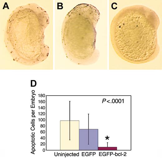 Figure 1. The EGFP-bcl-2 fusion protein blocks developmentally regulated apoptosis at 16 hpf. TUNEL staining of an uninjected embryo (A) or embryos injected with GFP (B) or EGFP-bcl-2 RNA (C). (A-C) Lateral view of embryos at 16 hpf, dorsal to the left. TUNEL-positive apoptotic cells denoted by black staining. (D) Quantification of apoptotic cells in embryos injected with EGFP-bcl-2 RNA (red bar) when compared with uninjected control (beige bar) or GFP-injected control fish (blue bar). The asterisk denotes a significant difference between EGFP-bcl-2-injected (n = 12) and both GFP-injected (n = 12; P = .000 04) and uninjected fish (n = 12; P = .000 04). There were no differences in the mean number of apoptotic cells between the 2 control groups (P = .22). Error bars (1+/- standard deviation). Images A-C photographed at 2×.